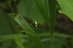 Arabis pycnocarpa adpressipilis