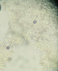 Lactarius pterosporus