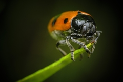 Clytra quadripunctata