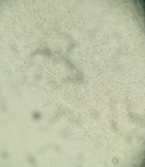 Lactarius pterosporus