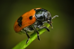 Clytra quadripunctata