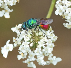 Chrysis clarinicollis