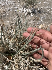 Ivesia kingii eremica