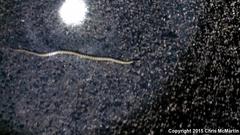 Lampropeltis splendida