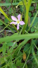 Sabatia campestris