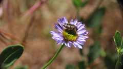 Acmaeodera hepburnii