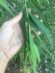 Salix laevigata