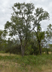 Eucalyptus leptophleba