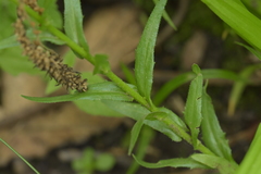 Arabis pycnocarpa adpressipilis