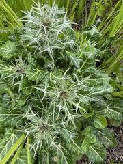 Eryngium variifolium