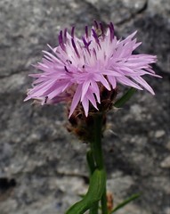 Centaurea cuspidata