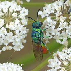 Chrysis clarinicollis