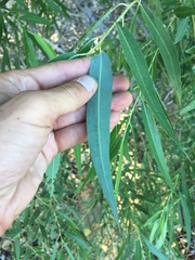 Salix laevigata