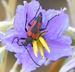 Stictoleptura cordigera