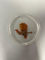 Cryptonemia seminervis
