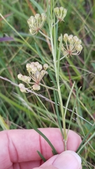 Asclepias linearis