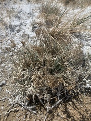 Ivesia kingii eremica