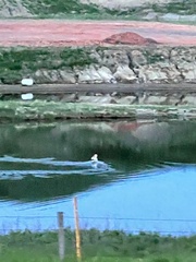 Pelecanus erythrorhynchos