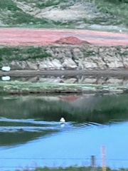 Pelecanus erythrorhynchos