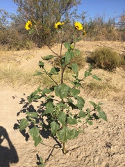 Helianthus annuus