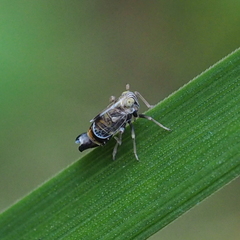 Dicranotropis hamata