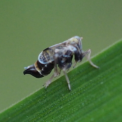 Dicranotropis hamata