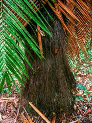 Leopoldinia piassaba