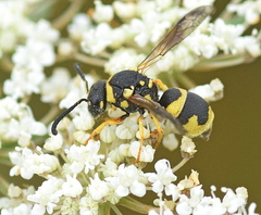 Parodontodynerus ephippium