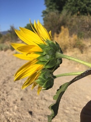 Helianthus annuus