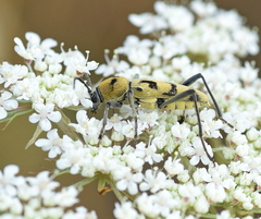 Chlorophorus varius