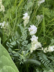 Astragalus spaldingii