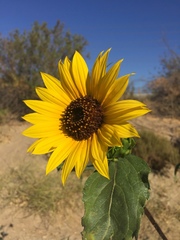 Helianthus annuus