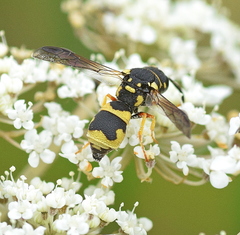 Parodontodynerus ephippium