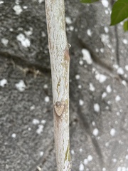 Ailanthus