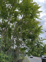 Ailanthus