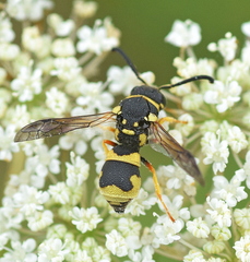 Parodontodynerus ephippium