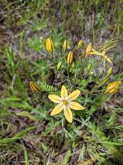 Triteleia ixioides scabra