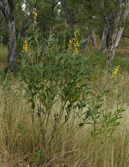 Crotalaria novae-hollandiae