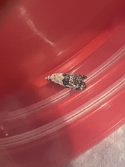 Neocochylis hybridella