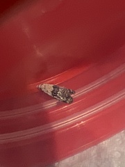 Neocochylis hybridella