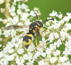 Parodontodynerus ephippium