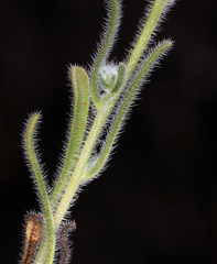 Cryptantha gracilis