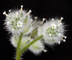 Cryptantha gracilis