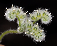 Cryptantha gracilis