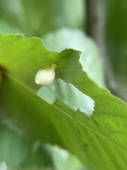 Phylloxera caryaegummosa