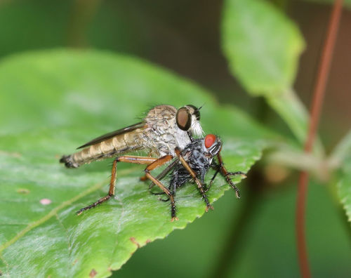 Yellow-legged Bladetail