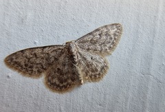Idaea typicata