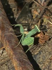 Photiomantis