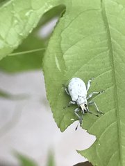 Myllocerus undecimpustulatus