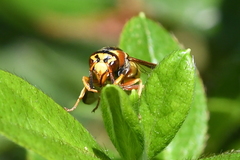 Euodynerus pratensis